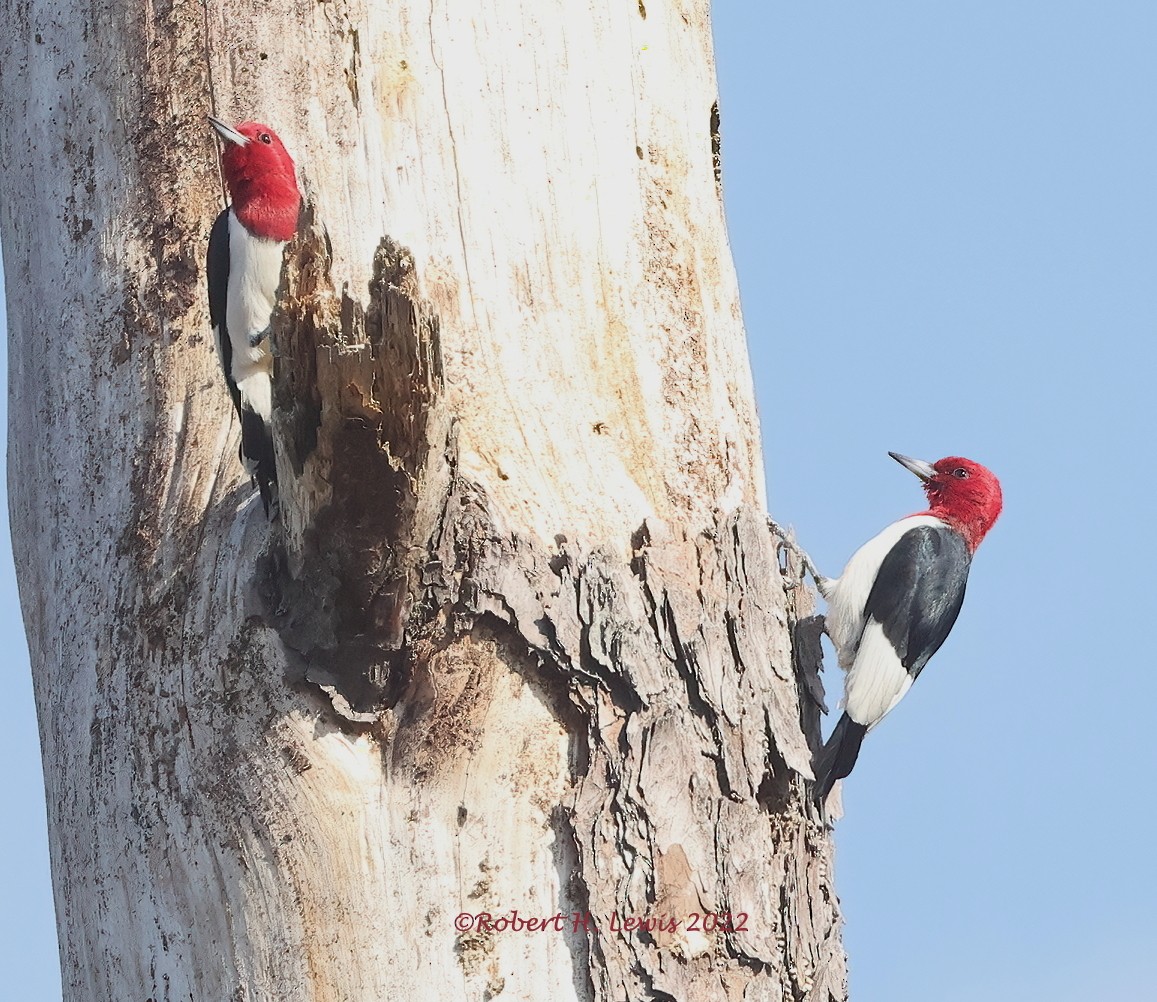 Red-headed Woodpecker - ML438570141