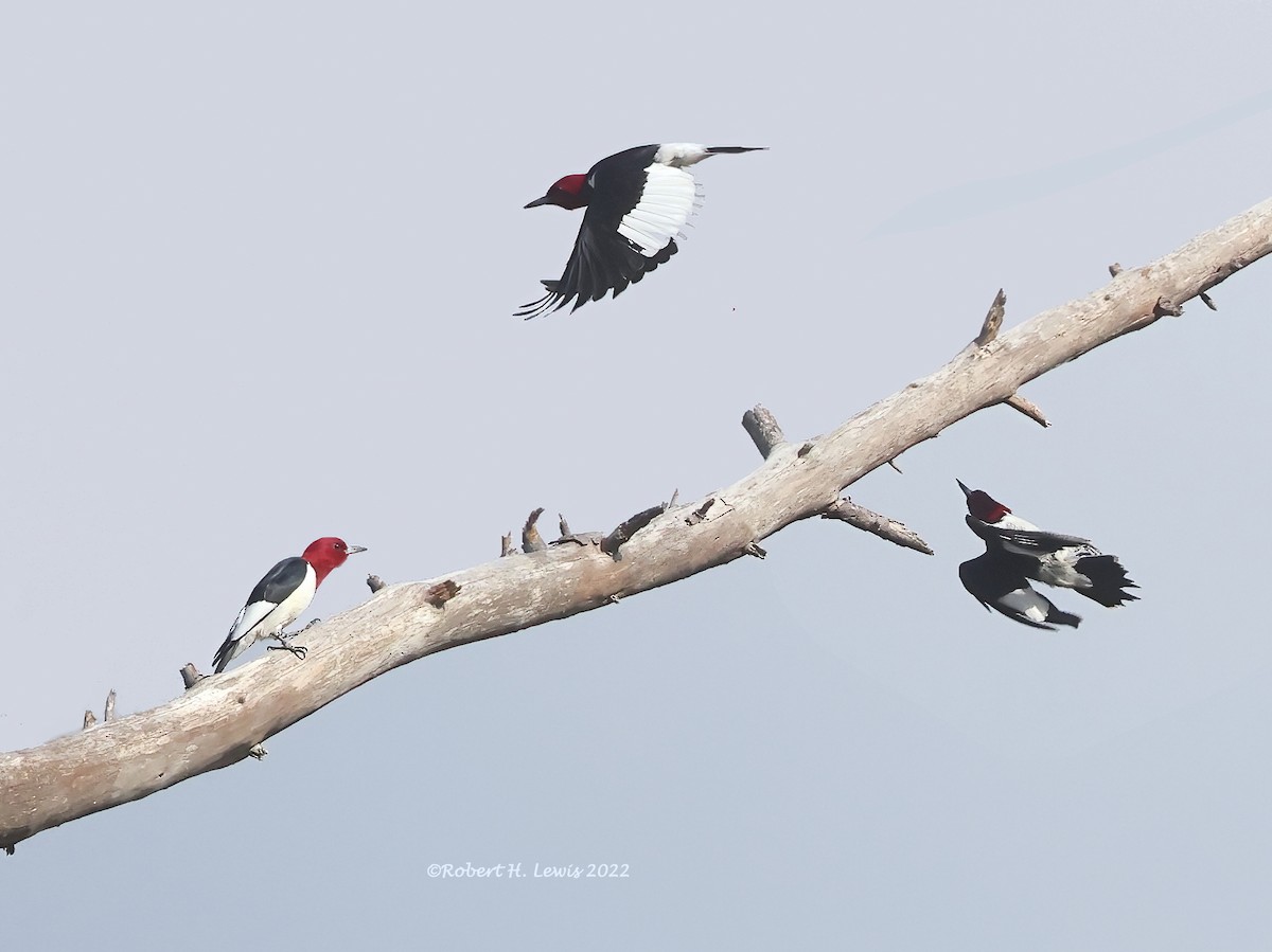 Red-headed Woodpecker - Robert Lewis