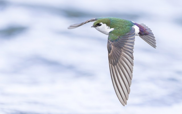 イッタラ バード violet green swallow-