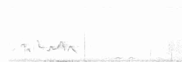 Yukatan Çıtkuşu - ML438575111
