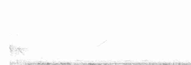 Barred Antshrike (Barred) - ML438575261