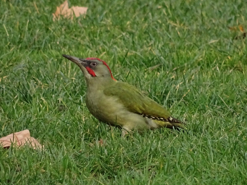 Iberian Green Woodpecker - Elena Baonza Díaz
