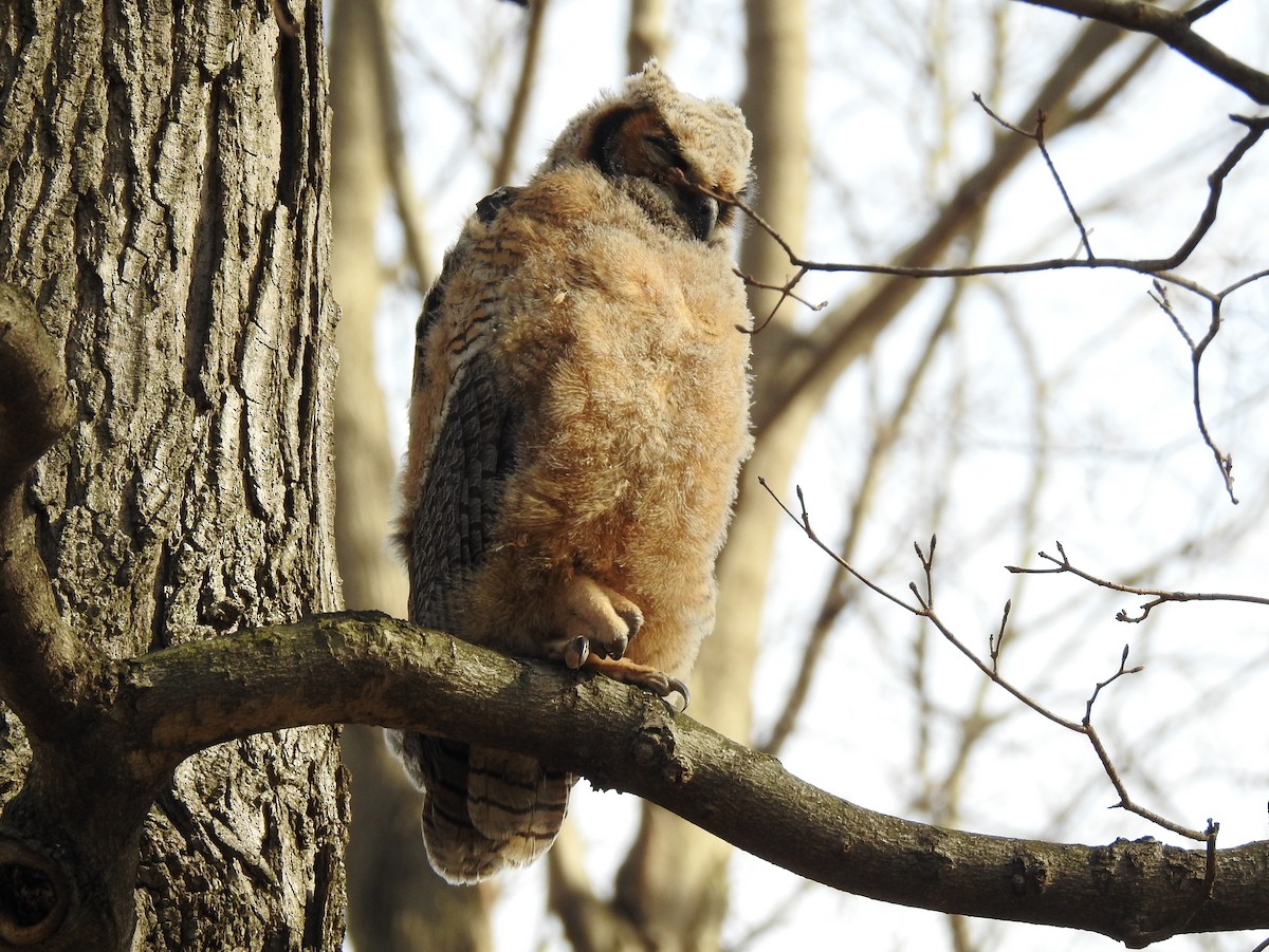 Great Horned Owl - Chris Wiles