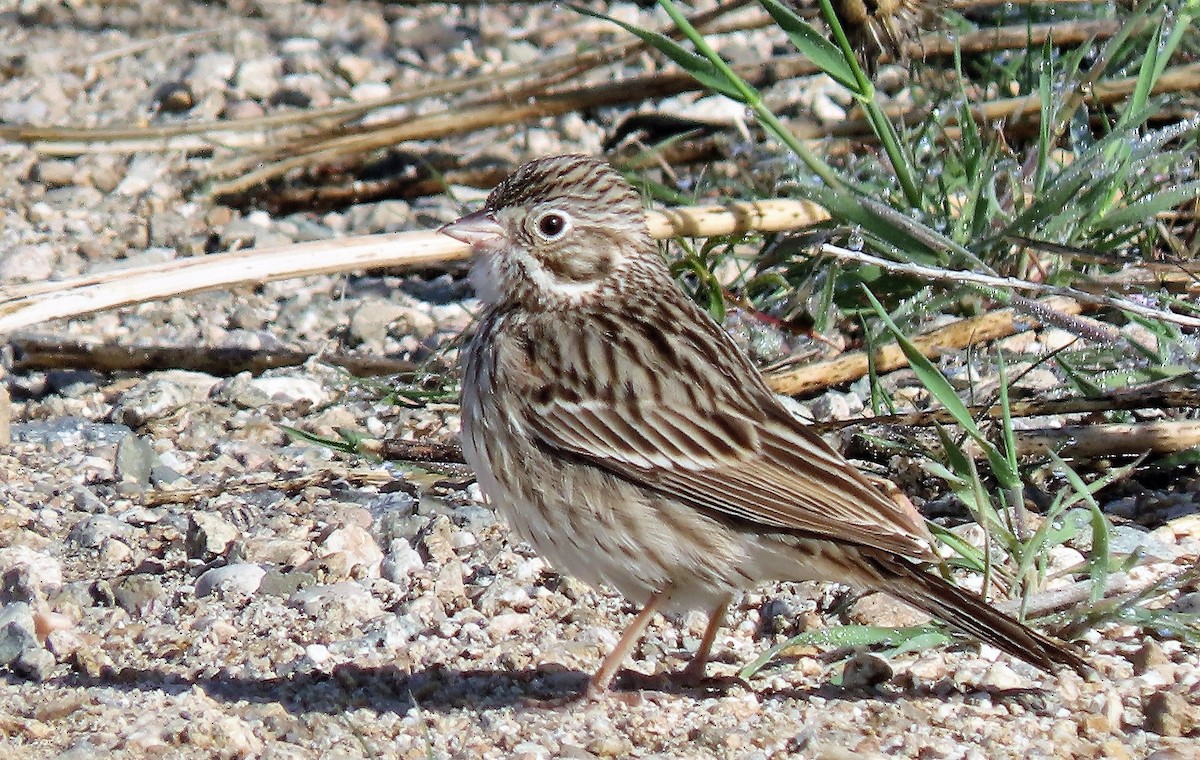 Vesper Sparrow - Junice Neubauer