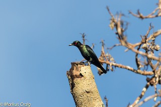  - Short-tailed Starling