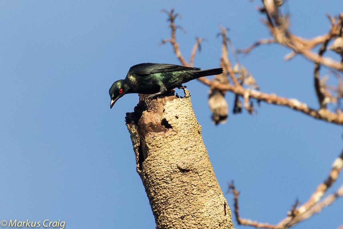 Short-tailed Starling - ML43859151
