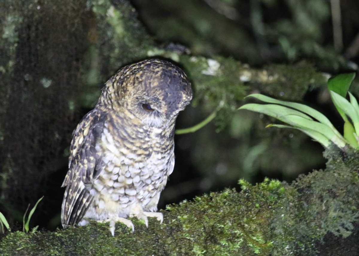 Rufous-banded Owl - ML438599601