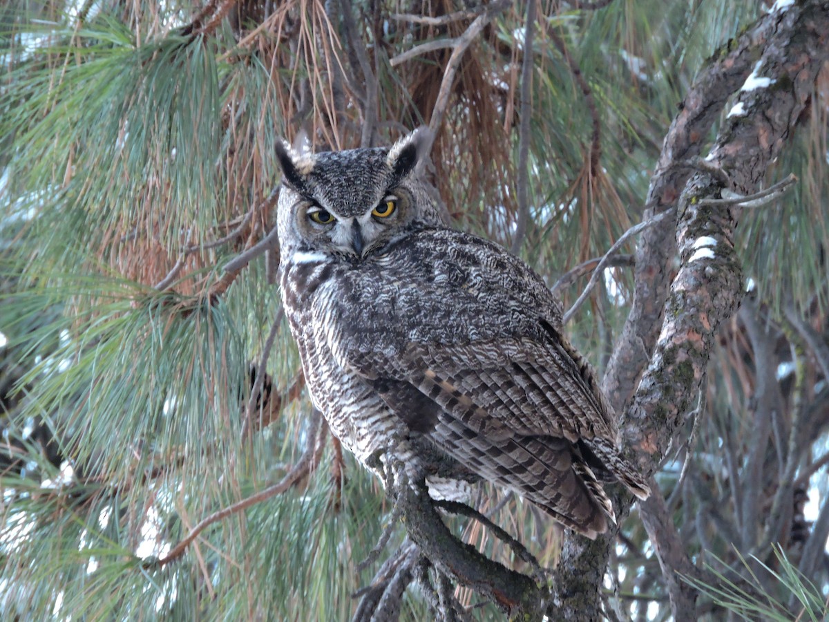 Great Horned Owl - ML43860101