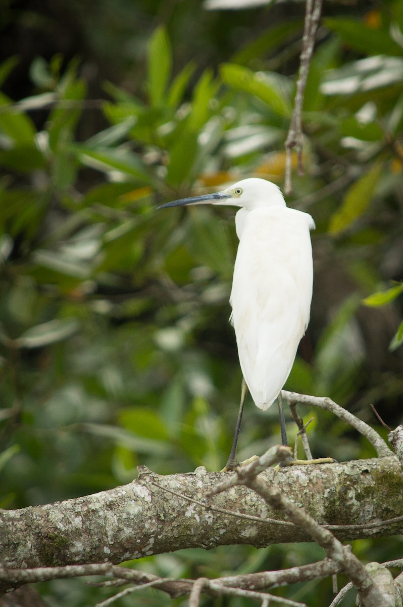 Chinese Egret - Eric  Froelich
