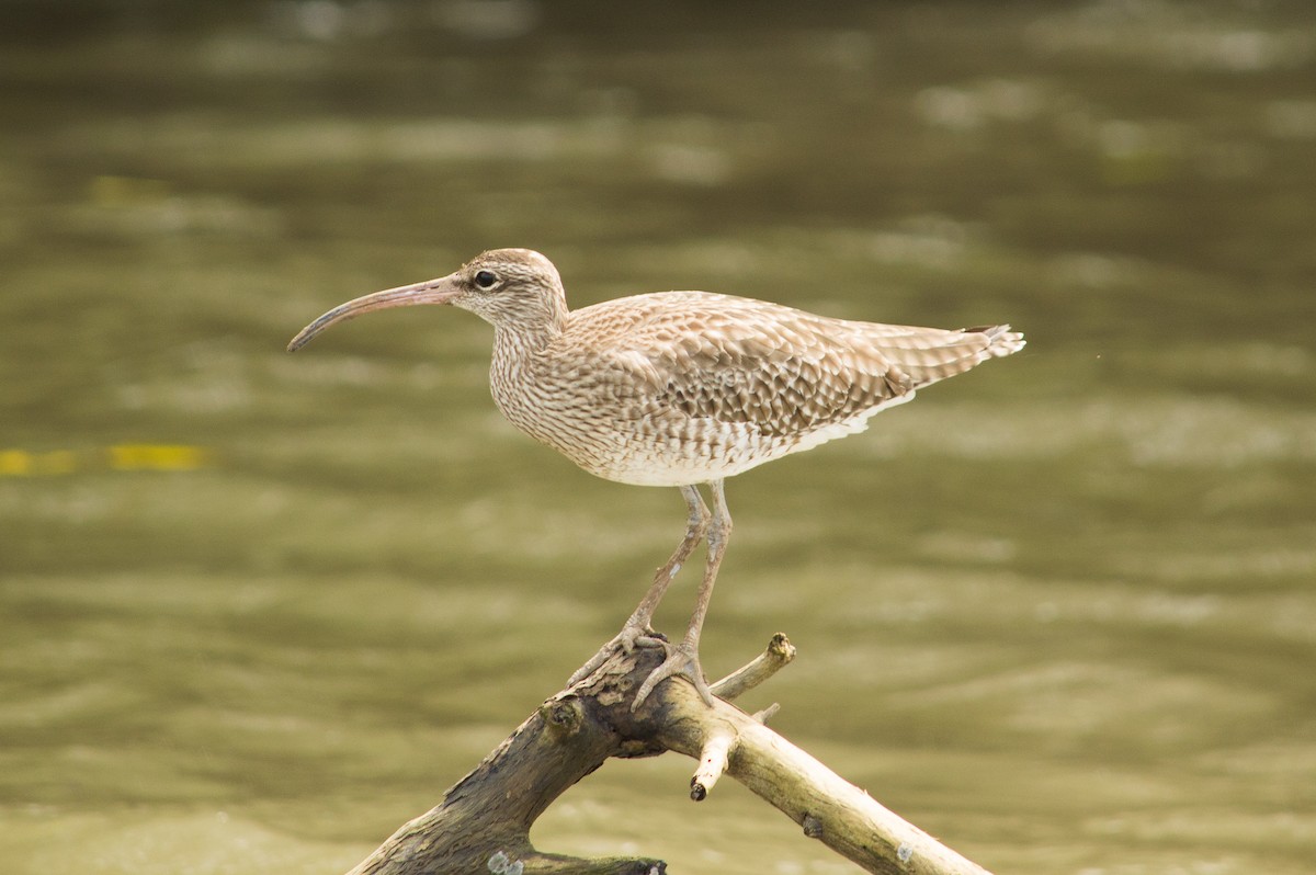 Whimbrel - Eric  Froelich