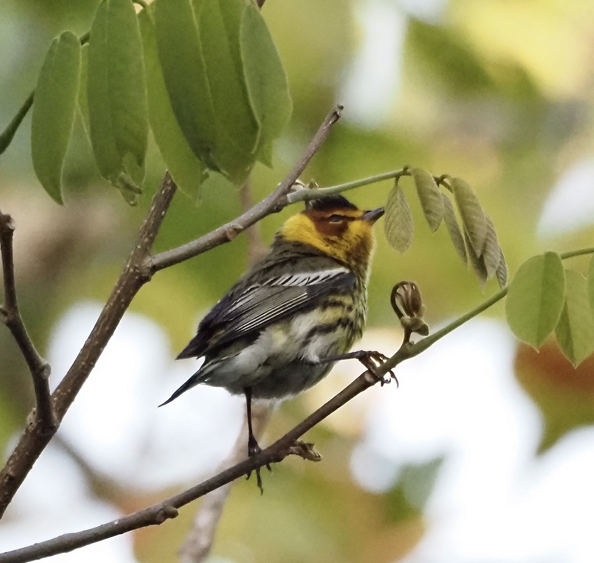 Cape May Warbler - ML438611601