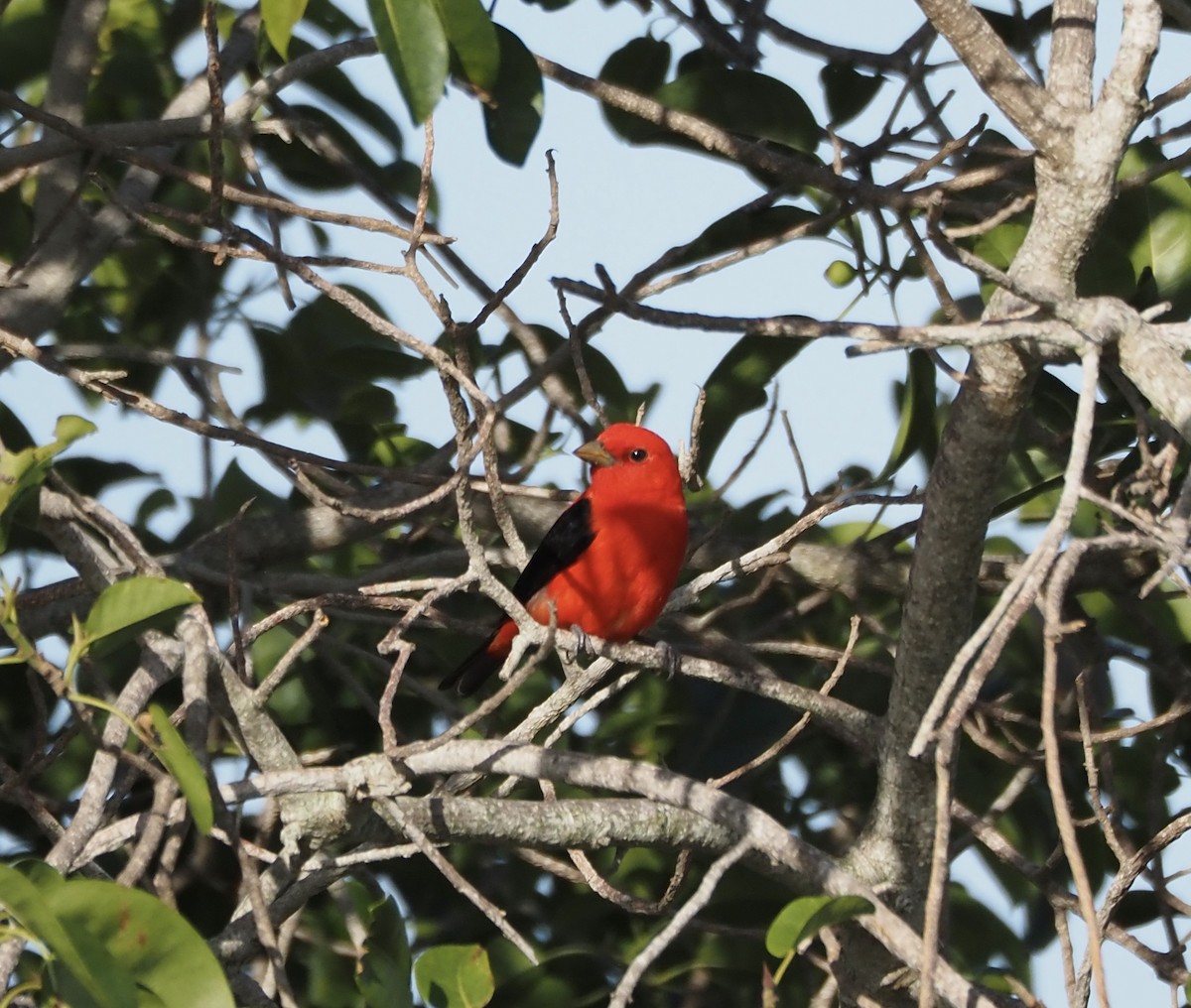 Scarlet Tanager - ML438611791