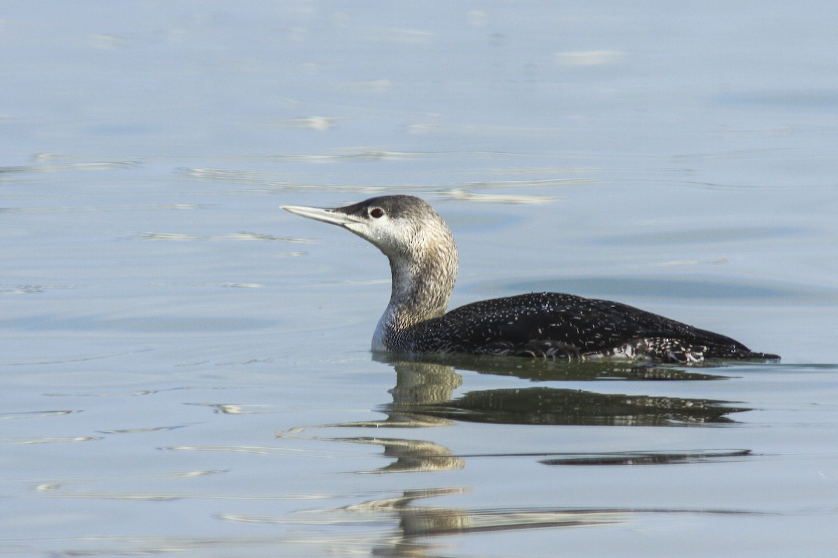 Red-throated Loon - Gonzalo Deán