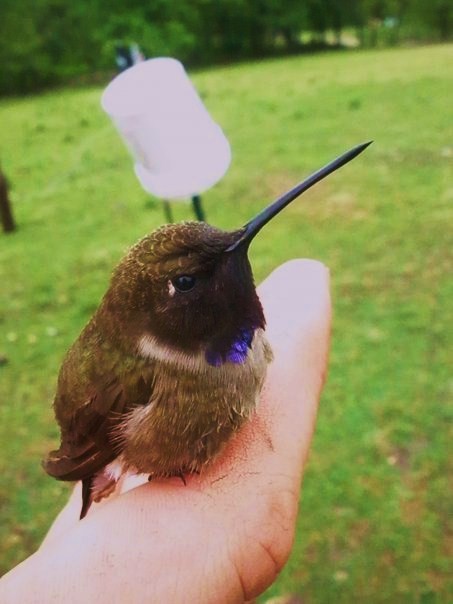 Black-chinned Hummingbird - Thomas Gibson