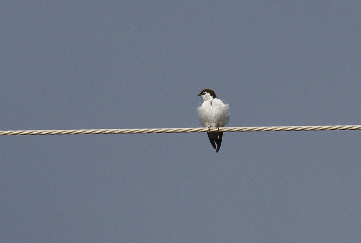 Violet-green Swallow - ML438617661