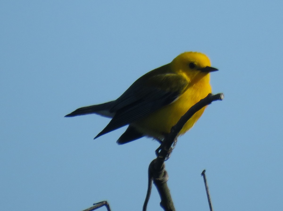 Prothonotary Warbler - ML43862221