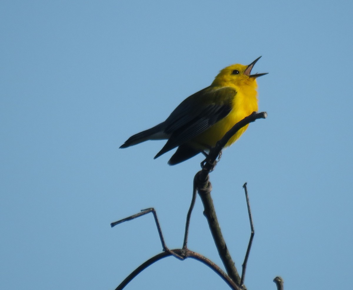 Prothonotary Warbler - ML43862231