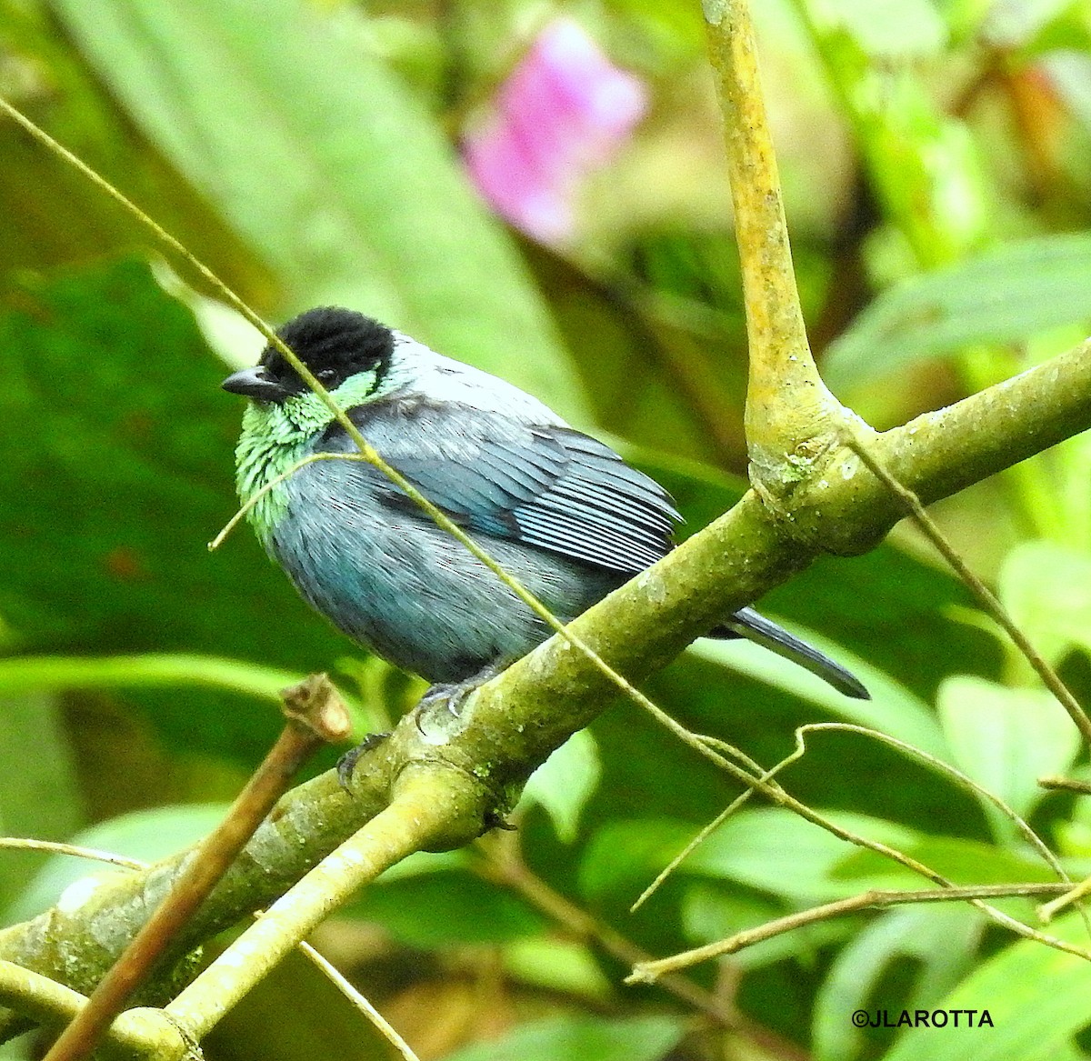 Black-capped Tanager - ML438622791