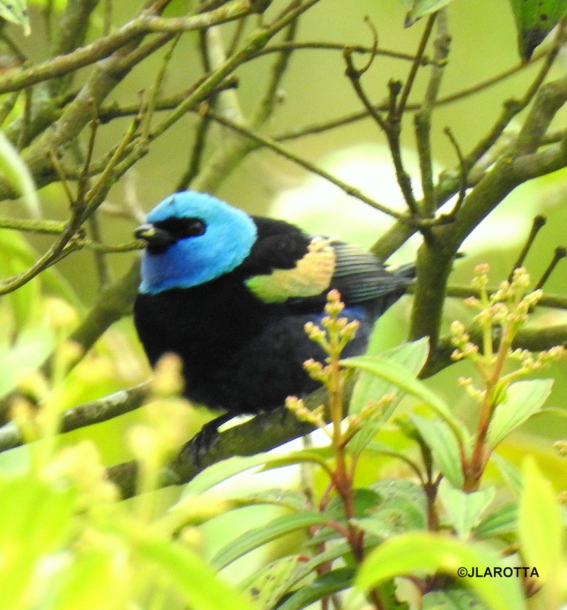 Blue-necked Tanager - ML438623001