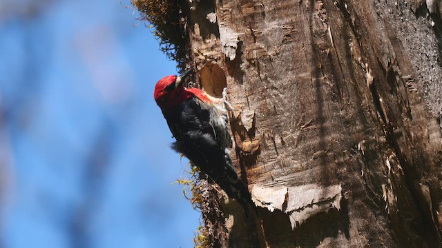 Red-breasted Sapsucker - ML438630611