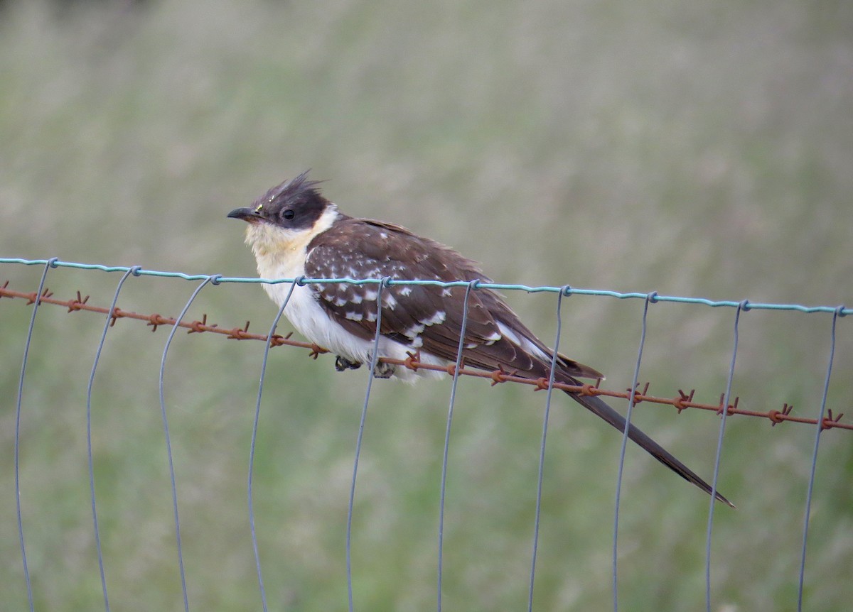 Great Spotted Cuckoo - ML438630931