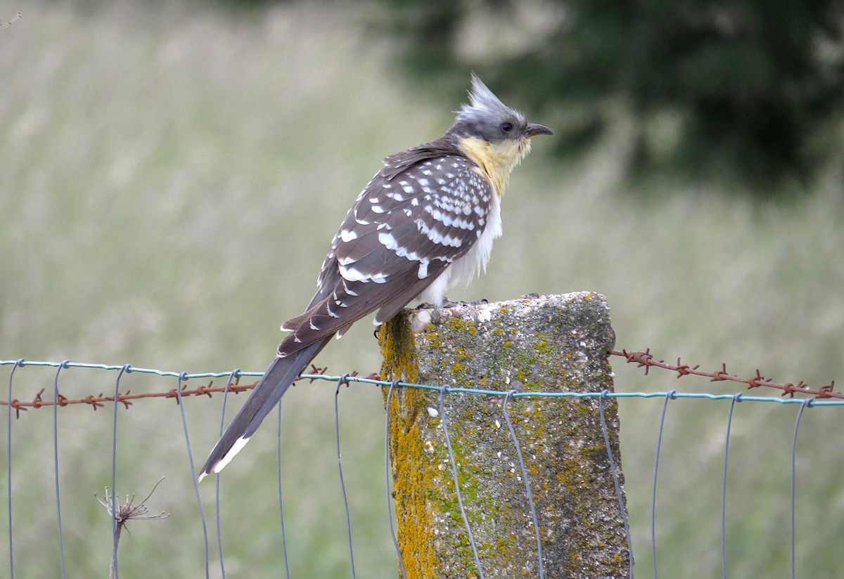Great Spotted Cuckoo - ML438630981