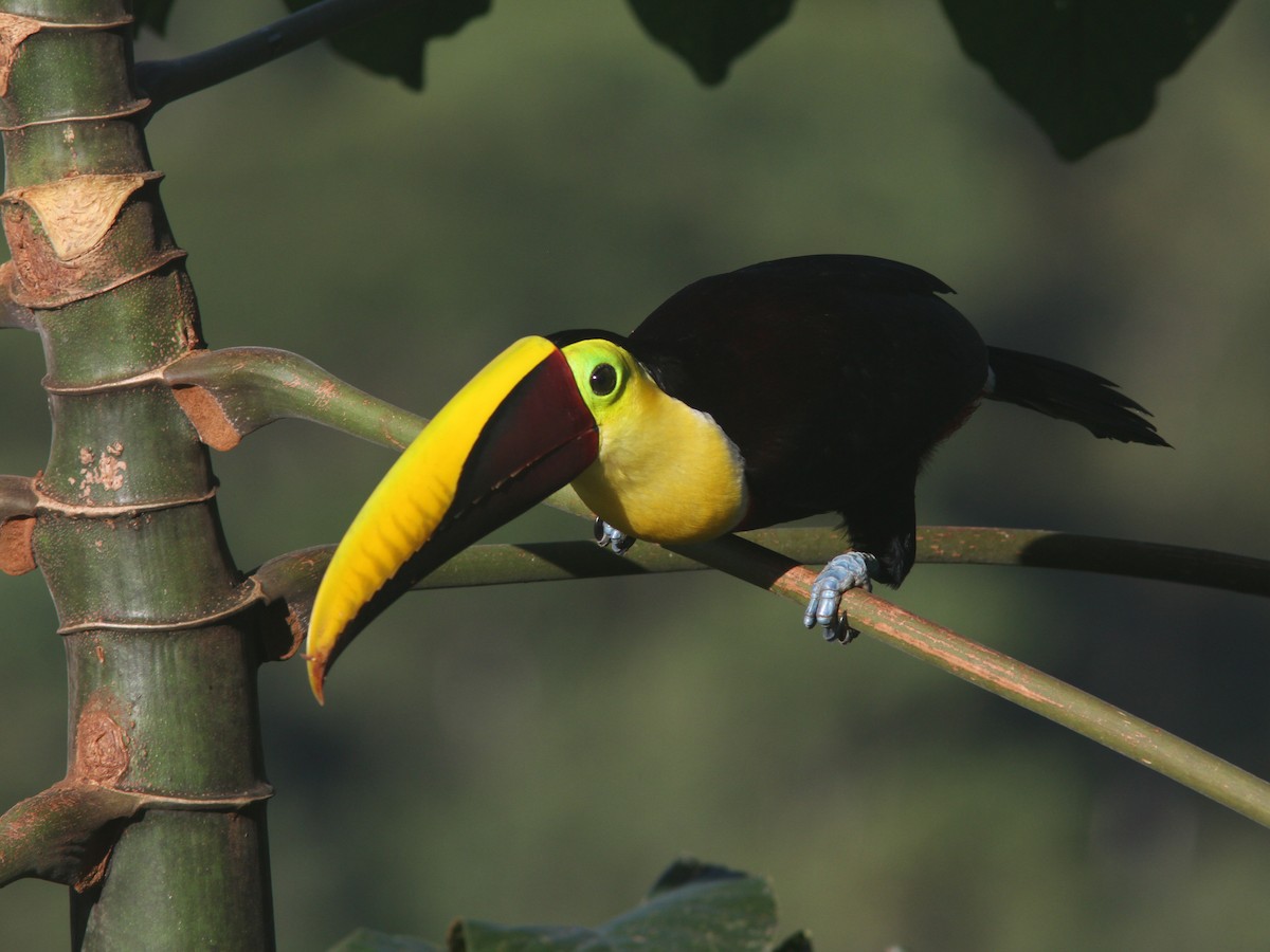Yellow-throated Toucan (Chestnut-mandibled) - Larry Therrien