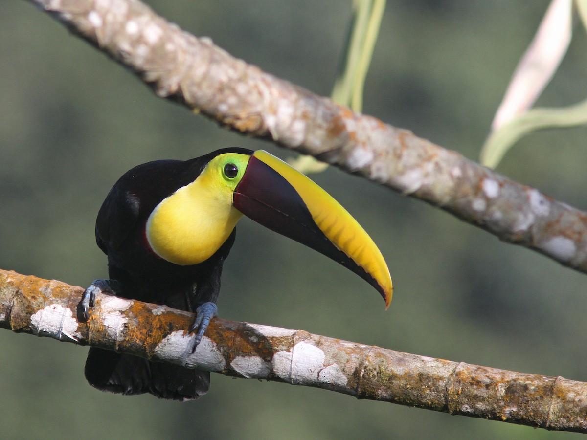 Yellow-throated Toucan (Chestnut-mandibled) - ML43863501