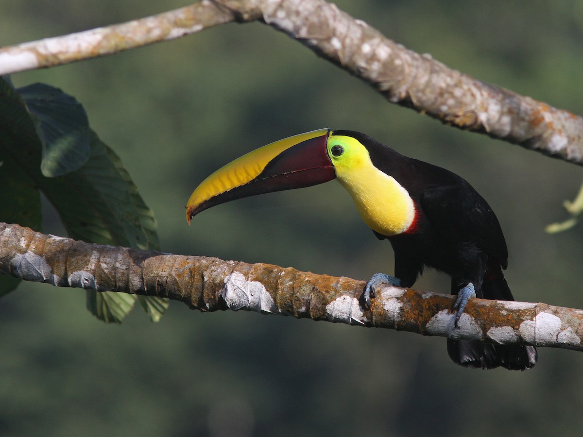 Yellow-throated Toucan (Chestnut-mandibled) - ML43863521