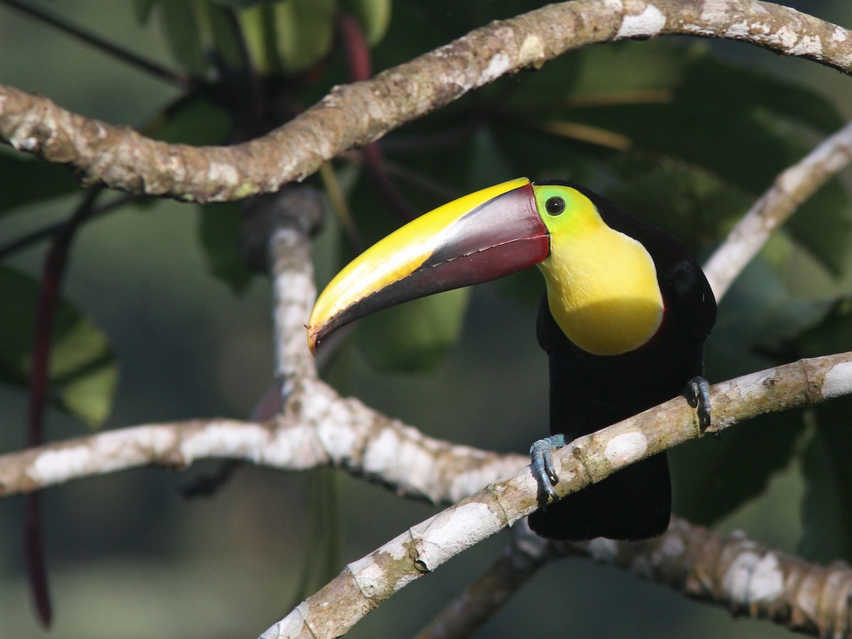 Yellow-throated Toucan (Chestnut-mandibled) - ML43863531