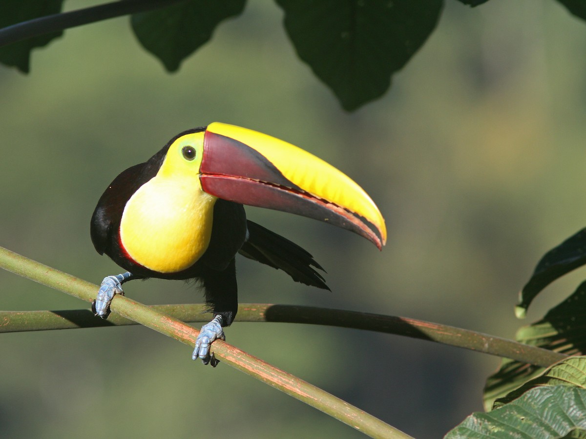Yellow-throated Toucan (Chestnut-mandibled) - ML43863551