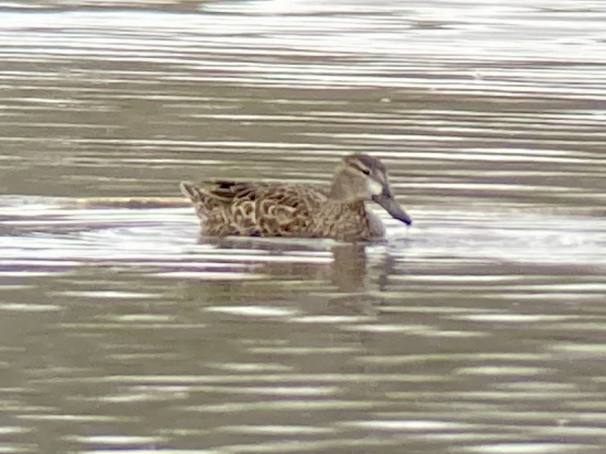 Blue-winged Teal - ML438635661