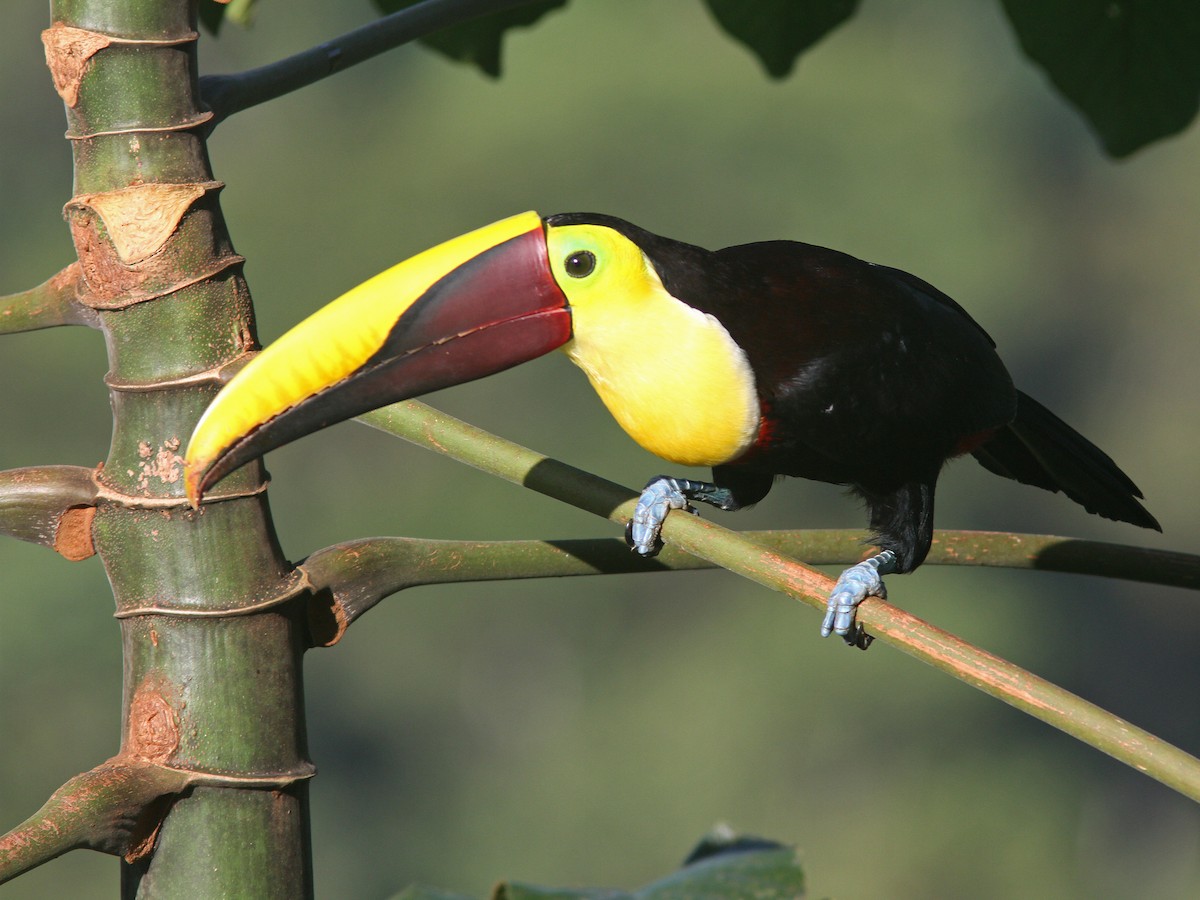 Yellow-throated Toucan (Chestnut-mandibled) - ML43863571