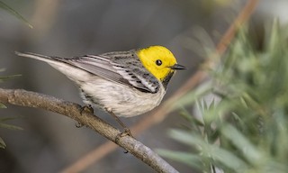 Hermit Warbler