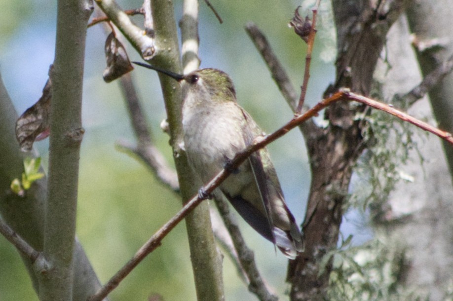 Costa's Hummingbird - Doug Drynan