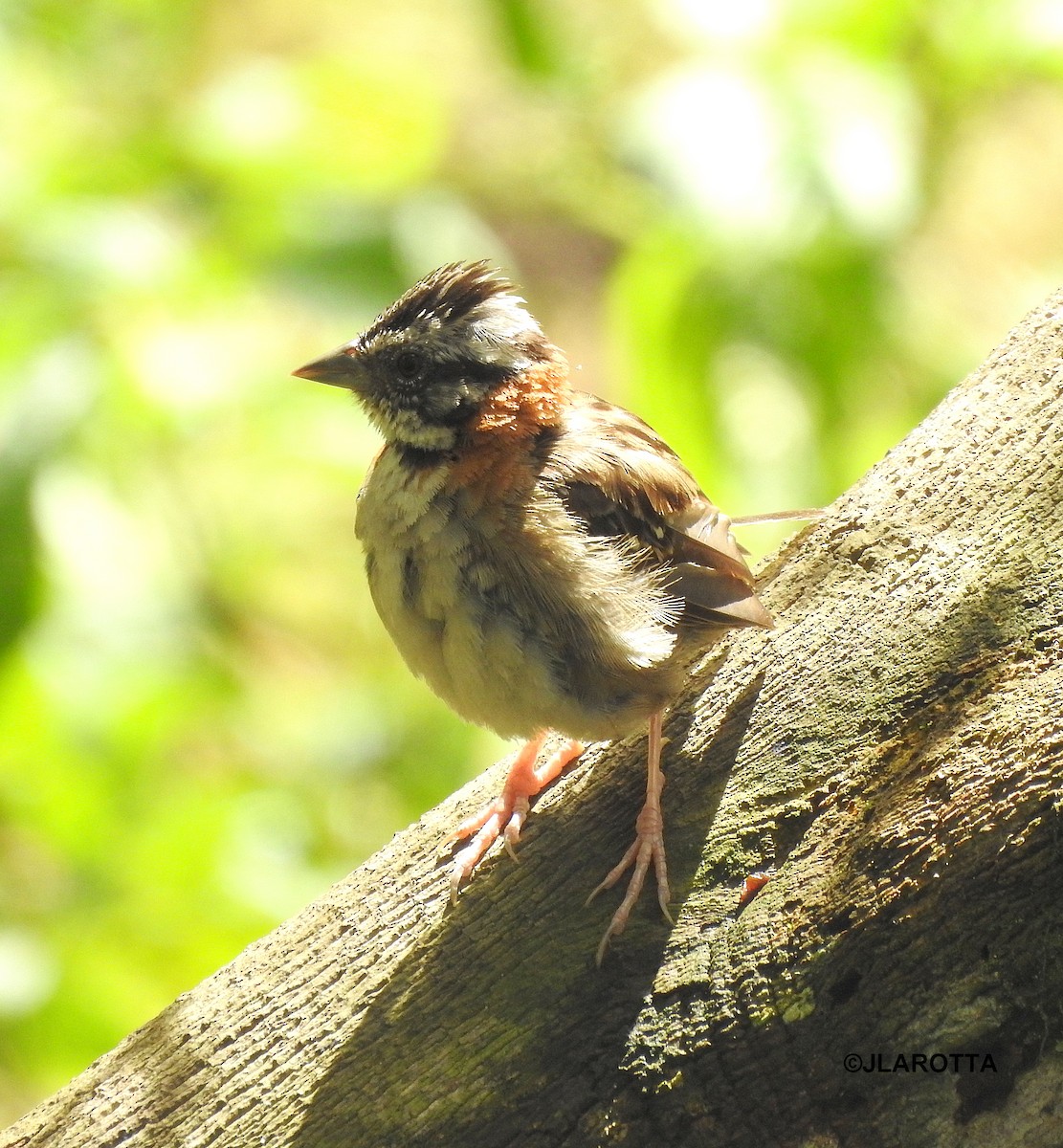 Rufous-collared Sparrow - ML438637381