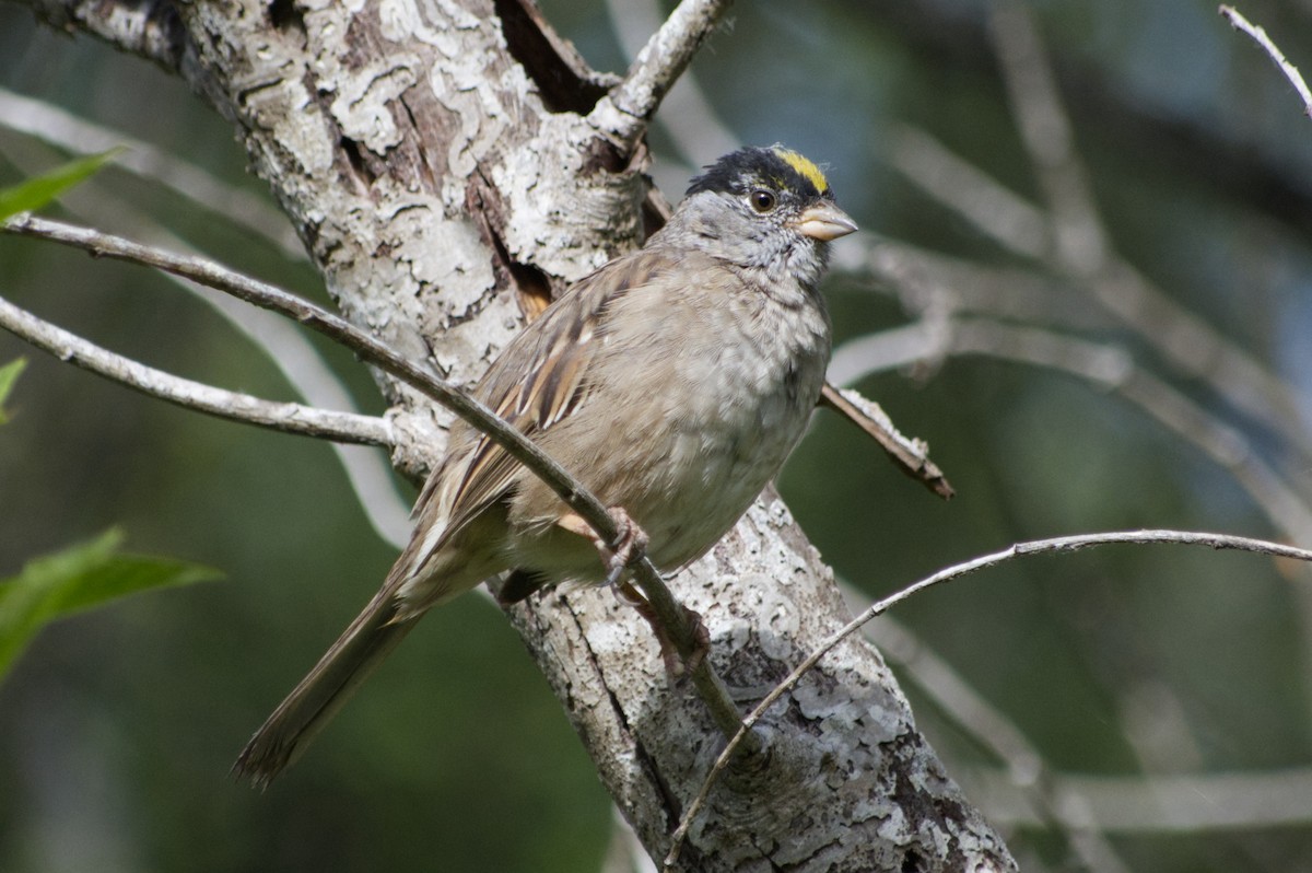 Golden-crowned Sparrow - Doug Drynan