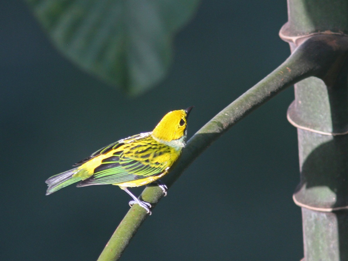 Silver-throated Tanager - ML43863831