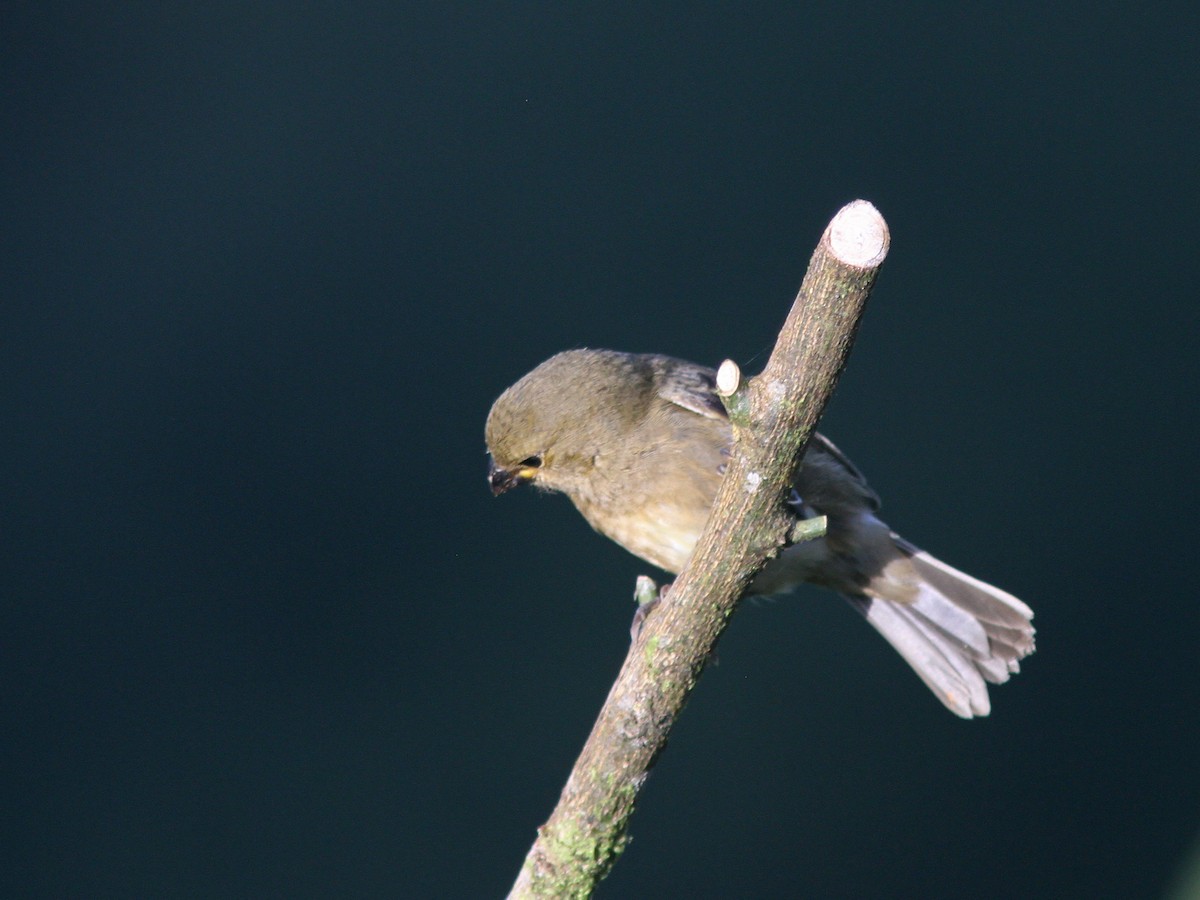 Variable Seedeater - ML43863911