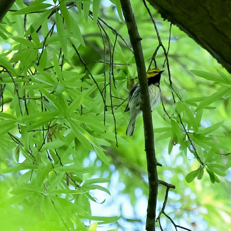 Black-throated Green Warbler - ML438647371