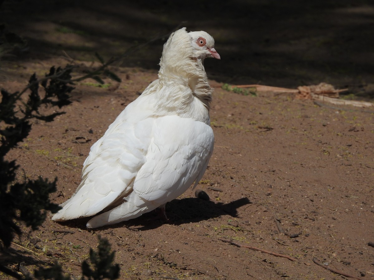 Rock Pigeon (Feral Pigeon) - ML438650751