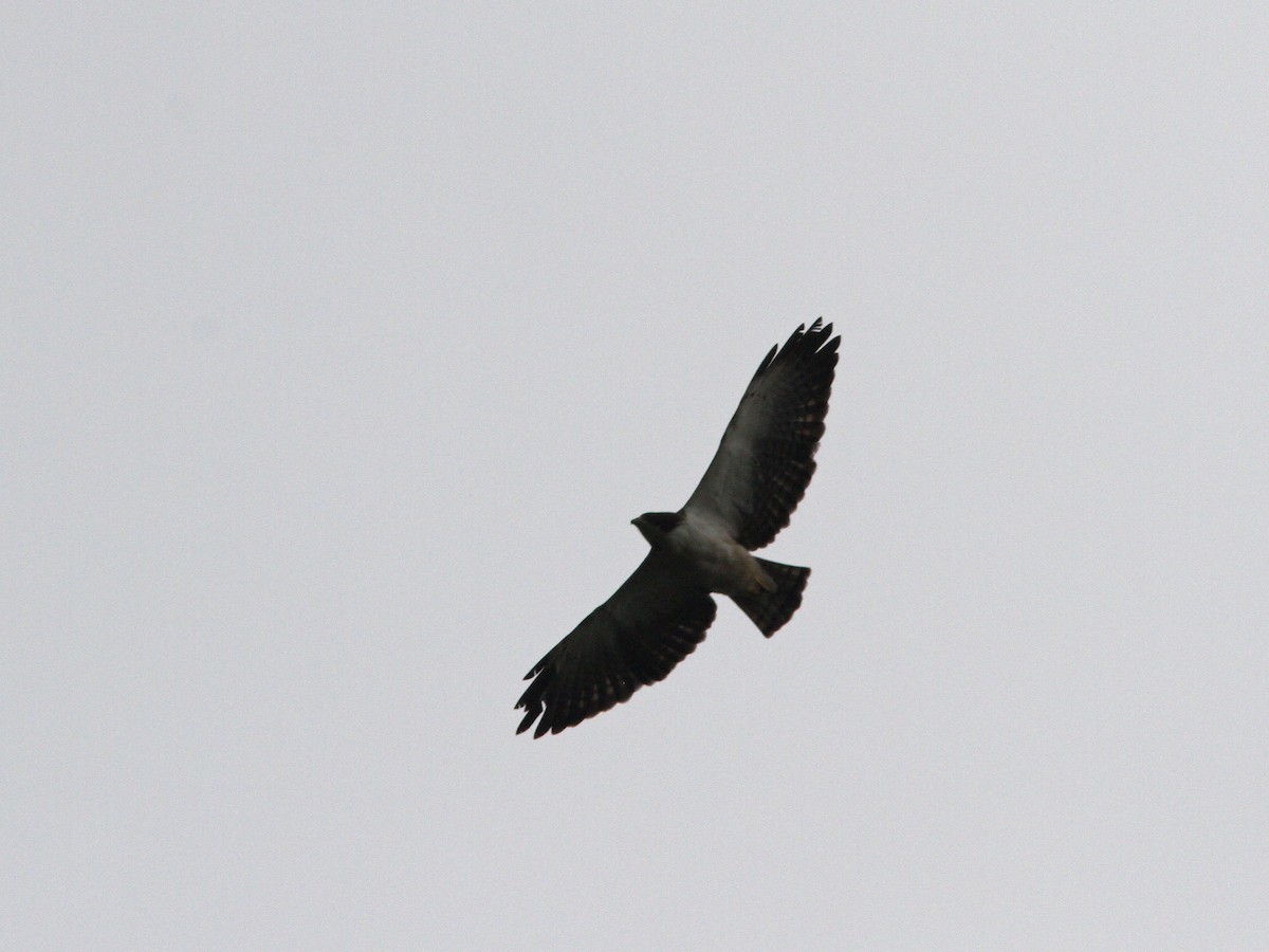Short-tailed Hawk - Larry Therrien
