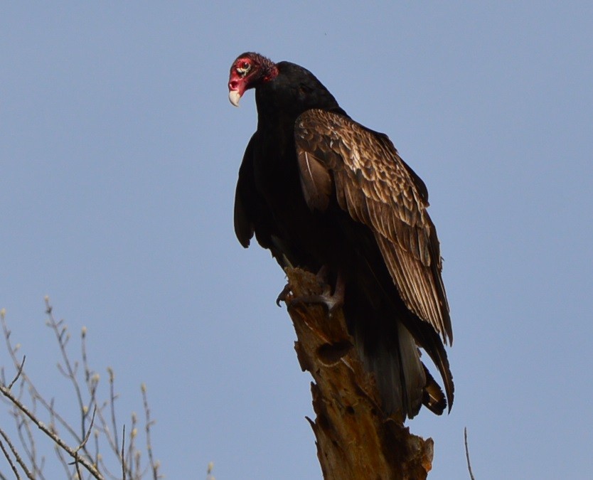 Turkey Vulture - ML438651011