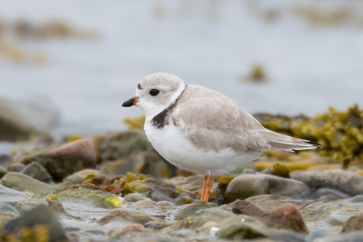 Piping Plover - ML438657721