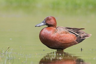 Cinnamon Teal