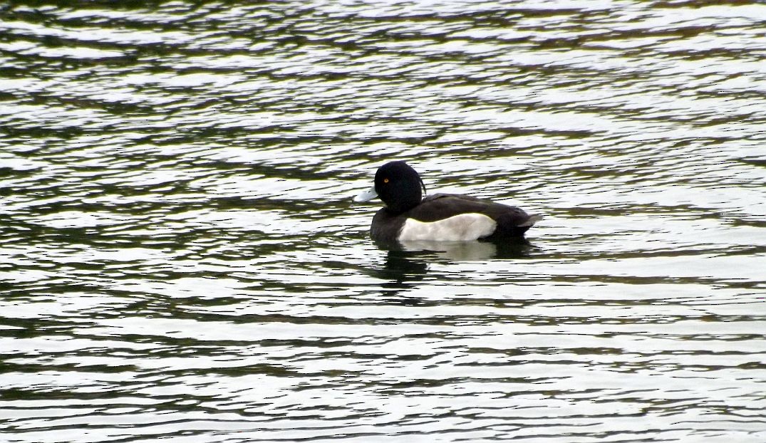 Tufted Duck - ML438666021