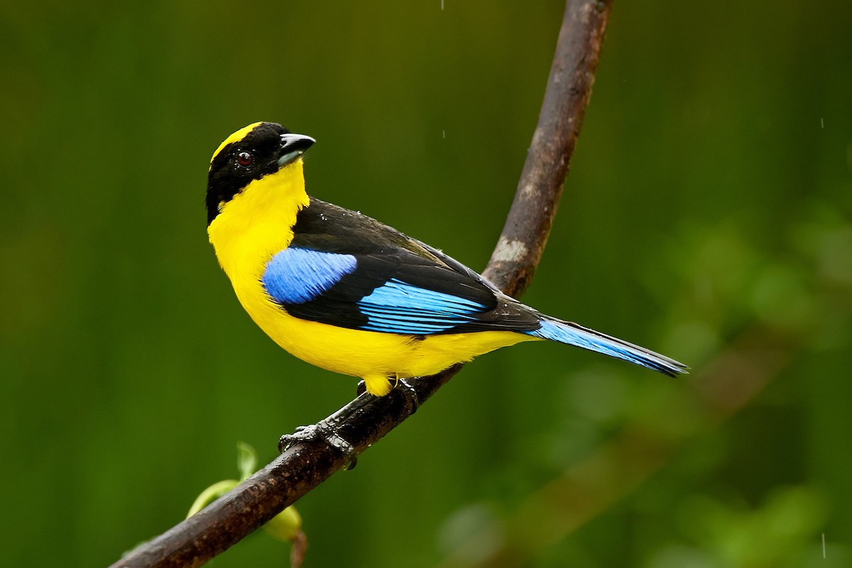 Blue-winged Mountain Tanager (Blue-winged) - Tomáš Grim