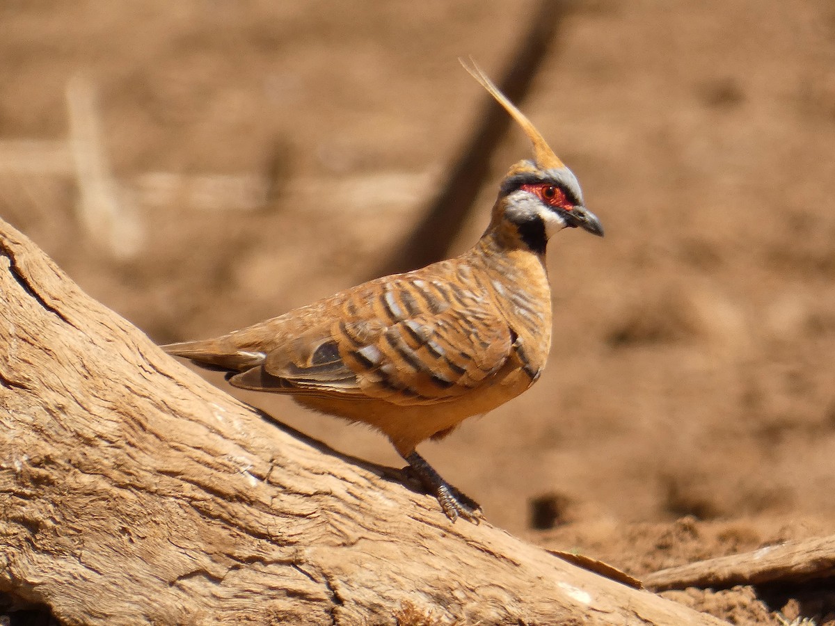 Spinifex Pigeon (Rufous-bellied) - ML438667821