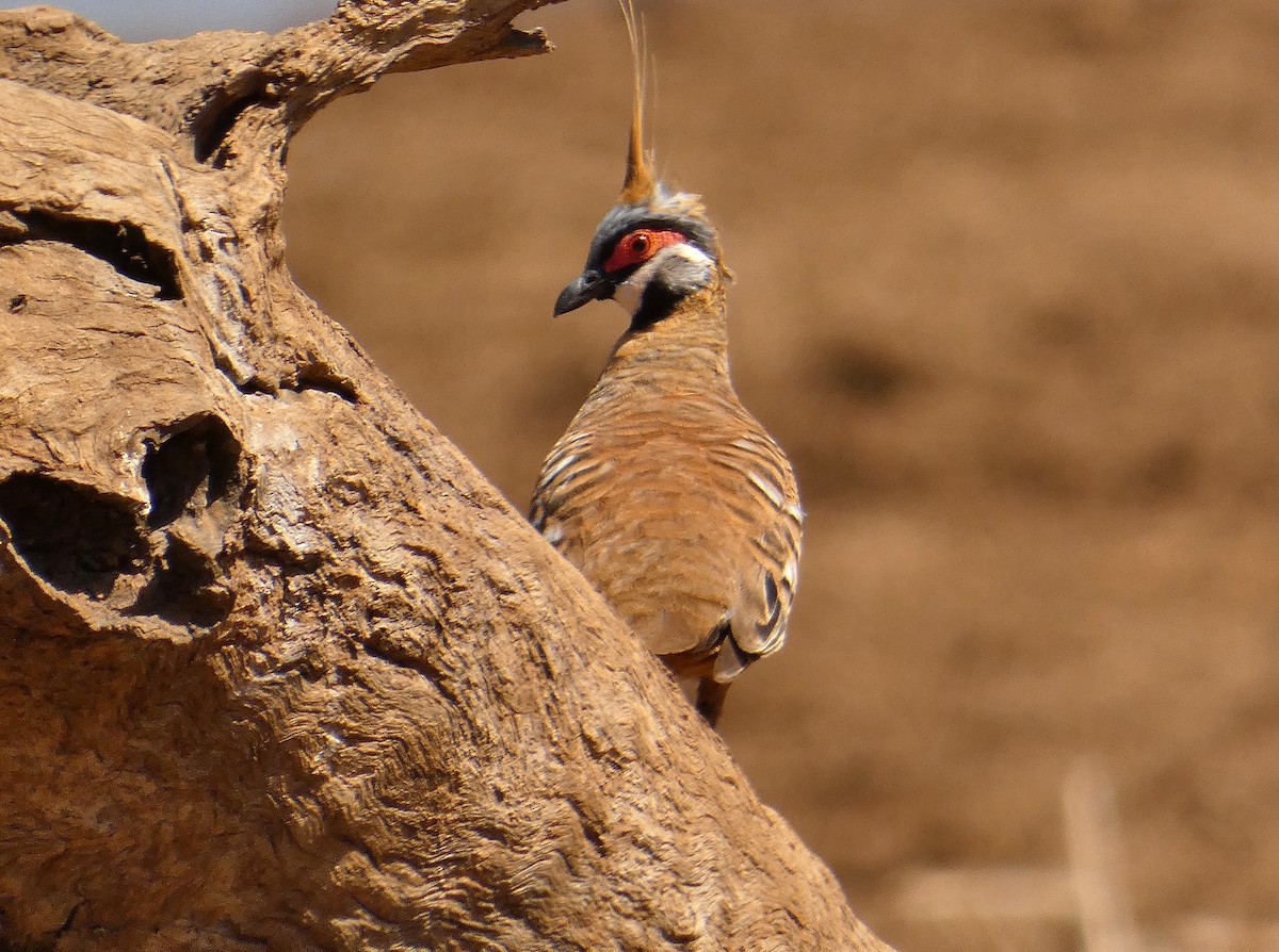Spinifex Pigeon (Rufous-bellied) - ML438667851