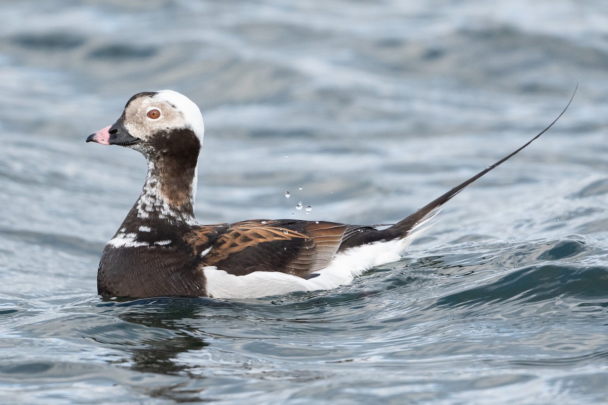 Long-tailed Duck - ML438674351